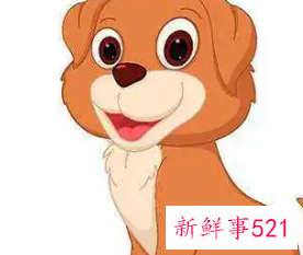 1982年属狗的幸运颜色