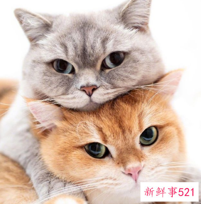 梦见被猫咬是代表什么