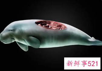 保护野生动物公益广告