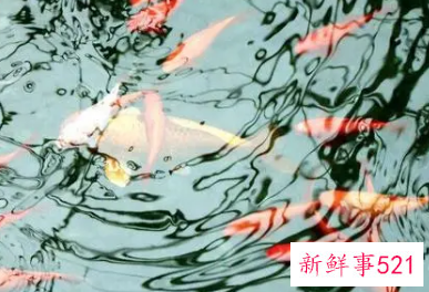 梦见黄河水干了好多鱼是什么意思