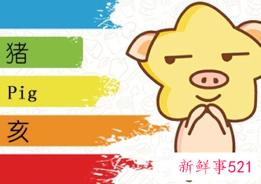 属猪颜色禁忌