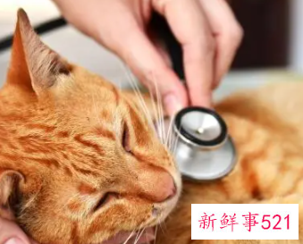 猫咪肾衰有哪些症状