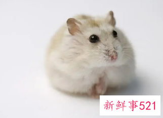 梦见一只又大又肥的老鼠