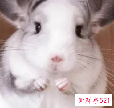 可以上手的迷你小宠物