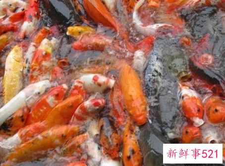 养鲤鱼喂什么饲料好