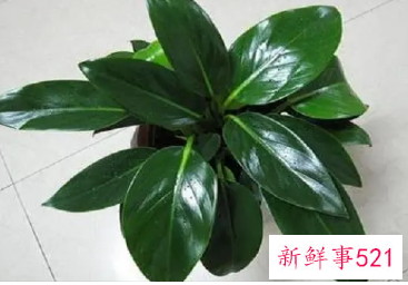 金钻的养殖方法与注意事项