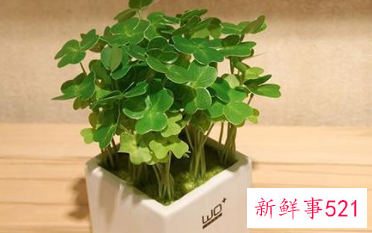 办公桌台适合放什么植物