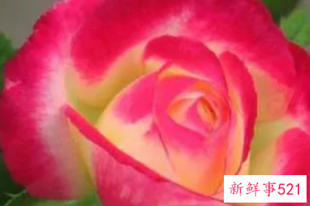 月季花的品种简介