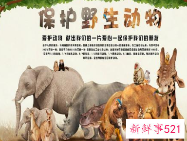 增强对野生动物的保护意识的宣传标语