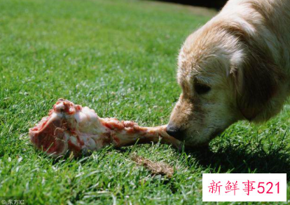 狗狗不吃饭怎么办