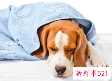 狗睡地上会着凉吗