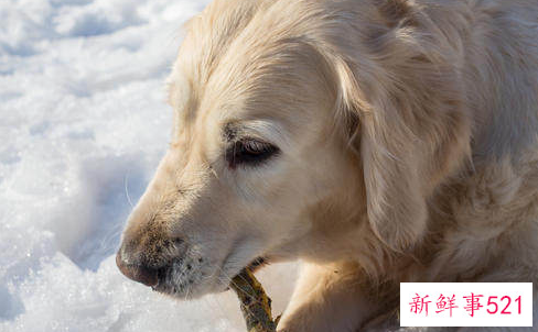 82年属狗十年大运