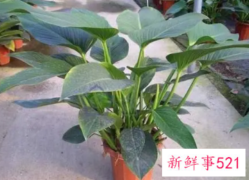 金钻的养殖方法与注意事项