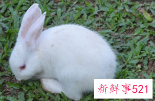 属兔的适合挂什么挂件