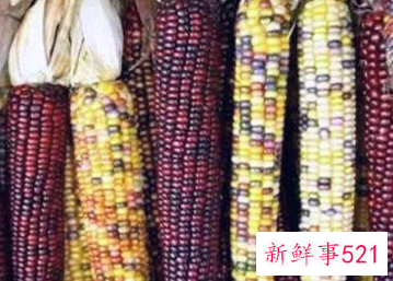 紫玉米为什么是紫色的