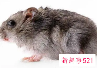 梦见一只又大又肥的老鼠