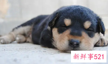 狗睡地上会着凉吗