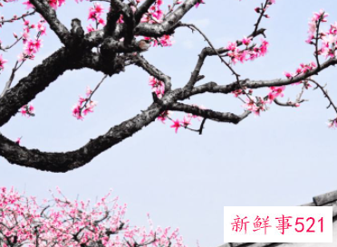 关于桃花的诗句