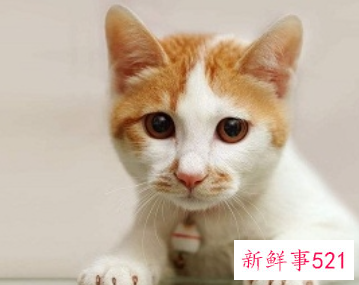 猫咪肾衰有哪些症状