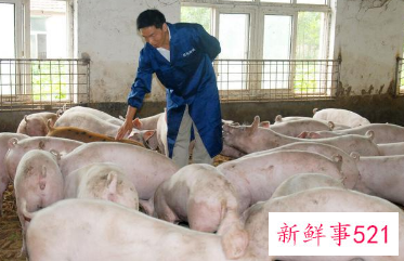 猪价尚未出现向上拐点什么意思