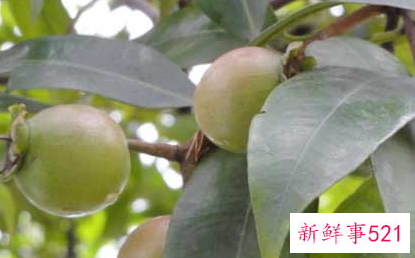 铃铛果的另外一个名称