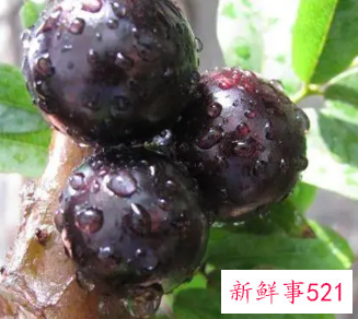 嘉宝果的皮可以吃吗