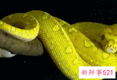 孕妇梦见黄金蛇是什么意思