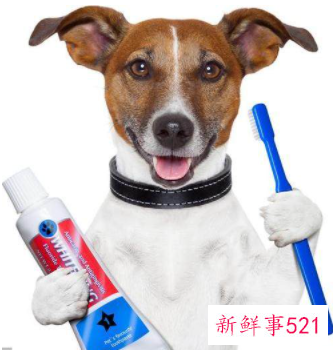 狗狗不吃饭怎么办