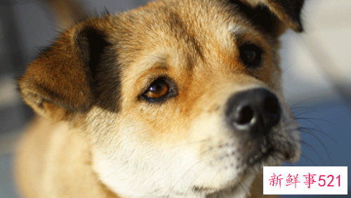 82年属狗十年大运