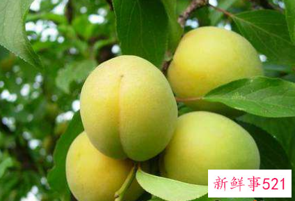 杏子有点酸可以怎么做