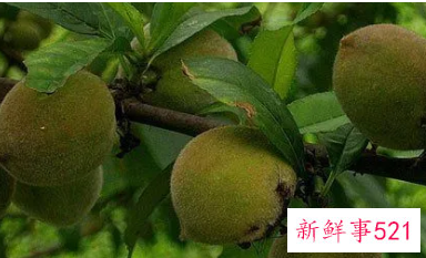 女人梦见青桃子预示什么