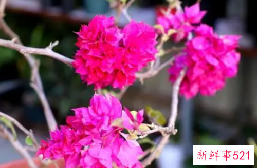 三角梅冬天怎么开花