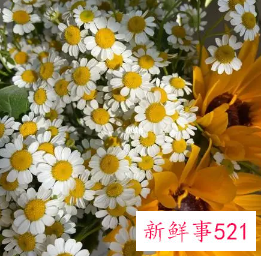 洋甘菊闻起来是什么味道