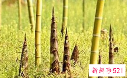 笋对女人的害处