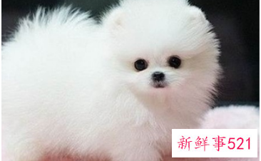 可以上手的迷你小宠物