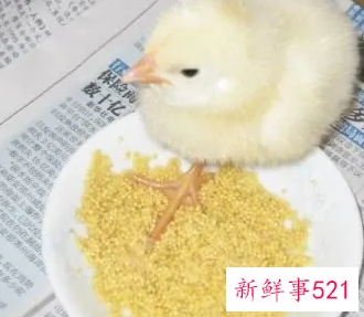 从街上买回来的小鸡怎么养