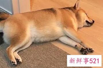 狗睡地上会着凉吗