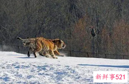 虎本命年外套穿什么颜色