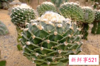 帝冠仙人球怎么养