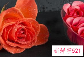 梦见一大束玫瑰花