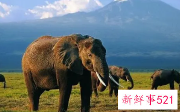 梦见大象和自己很友好什么预兆