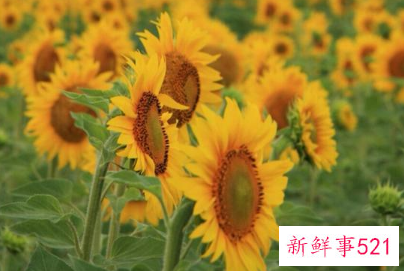 摩羯女嫁给哪个星座男幸福