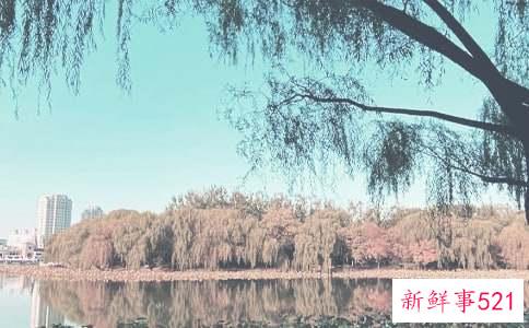 秋季法式高领裙如何搭配保暖又气质