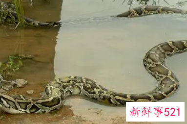 已婚男人梦到蟒蛇