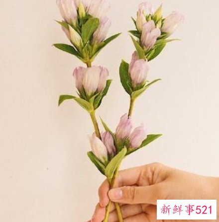 让人无法拒绝的表白短句