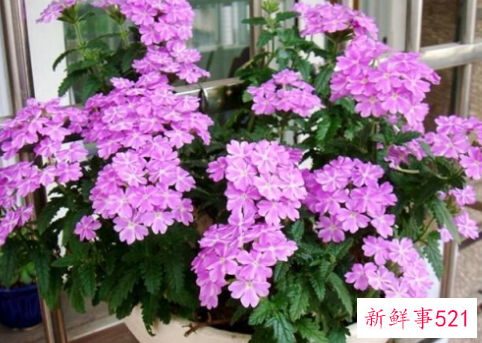 天气越热长得越好的耐高温植物