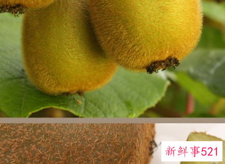 猕猴桃怎么催熟快一点