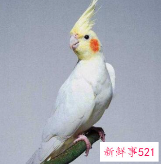 玄凤鹦鹉只认一个主人吗