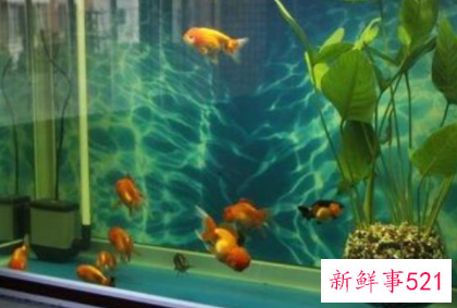 养金鱼也能养出好风水