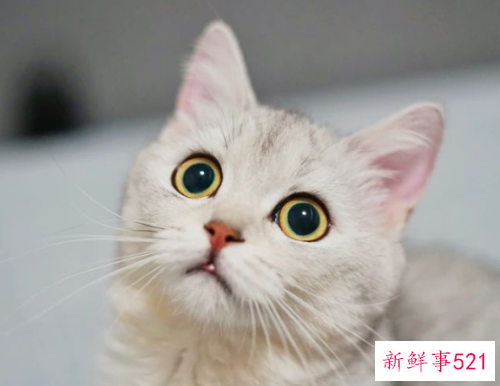 梦见被猫咬是代表什么
